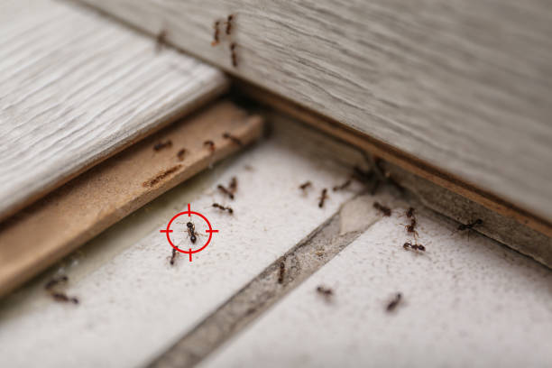 Insect Control in Moundville, AL