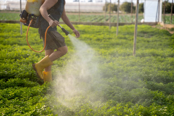 Best Local Pest Control Services  in Moundville, AL