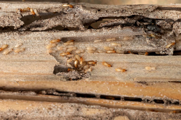 Wildlife Control Services in Moundville, AL